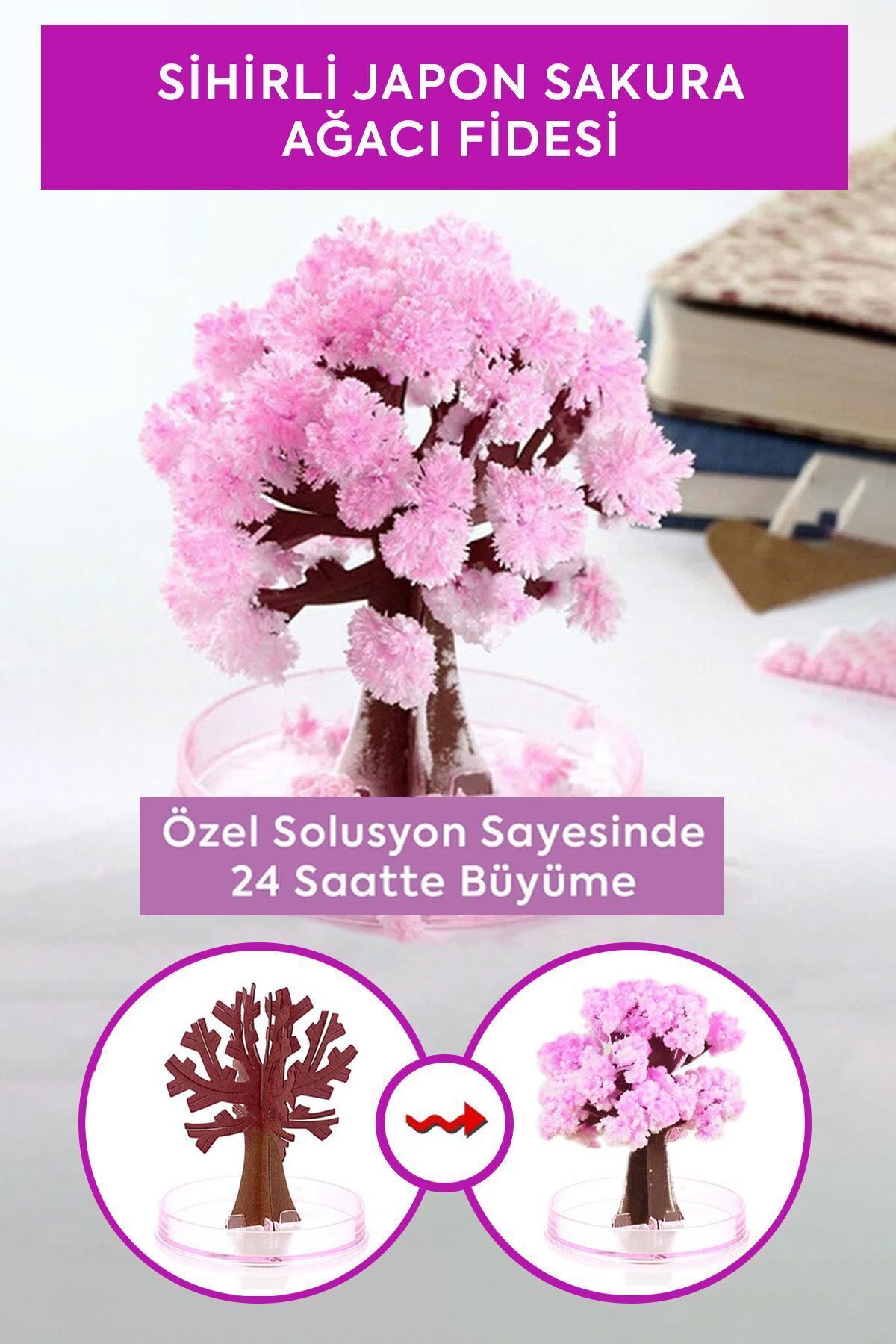 Sihirli Japon Sakura Ağacı Fidesi 24 Saatte Büyümeye Başlayan Dekoratif Canlı Bitki Seti